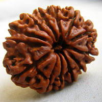13 face rudraksha  beads hyderabad